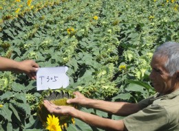 T305(大颗粒)油葵 T305(大颗粒)油葵