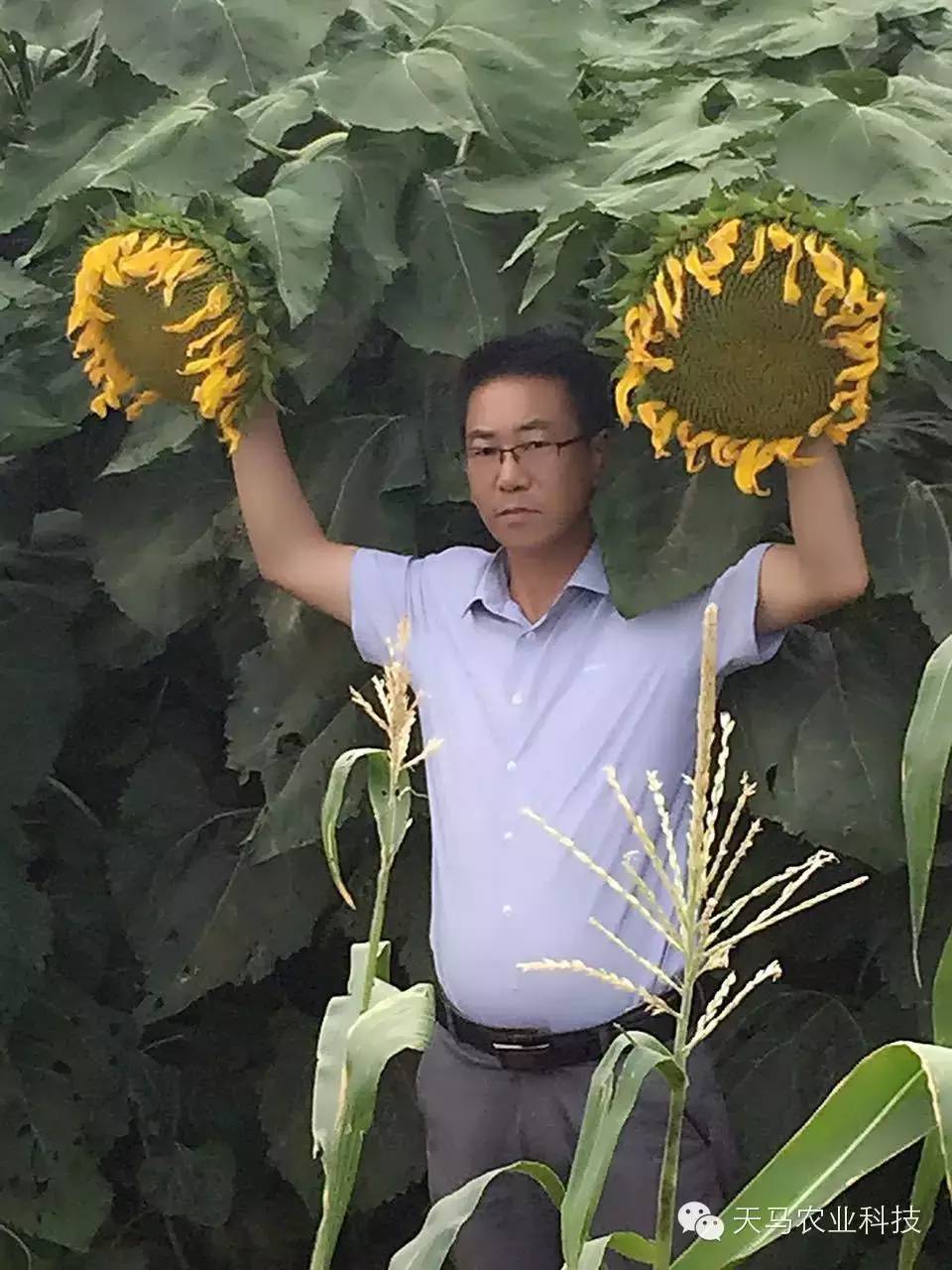 T6081食葵 T6081食葵