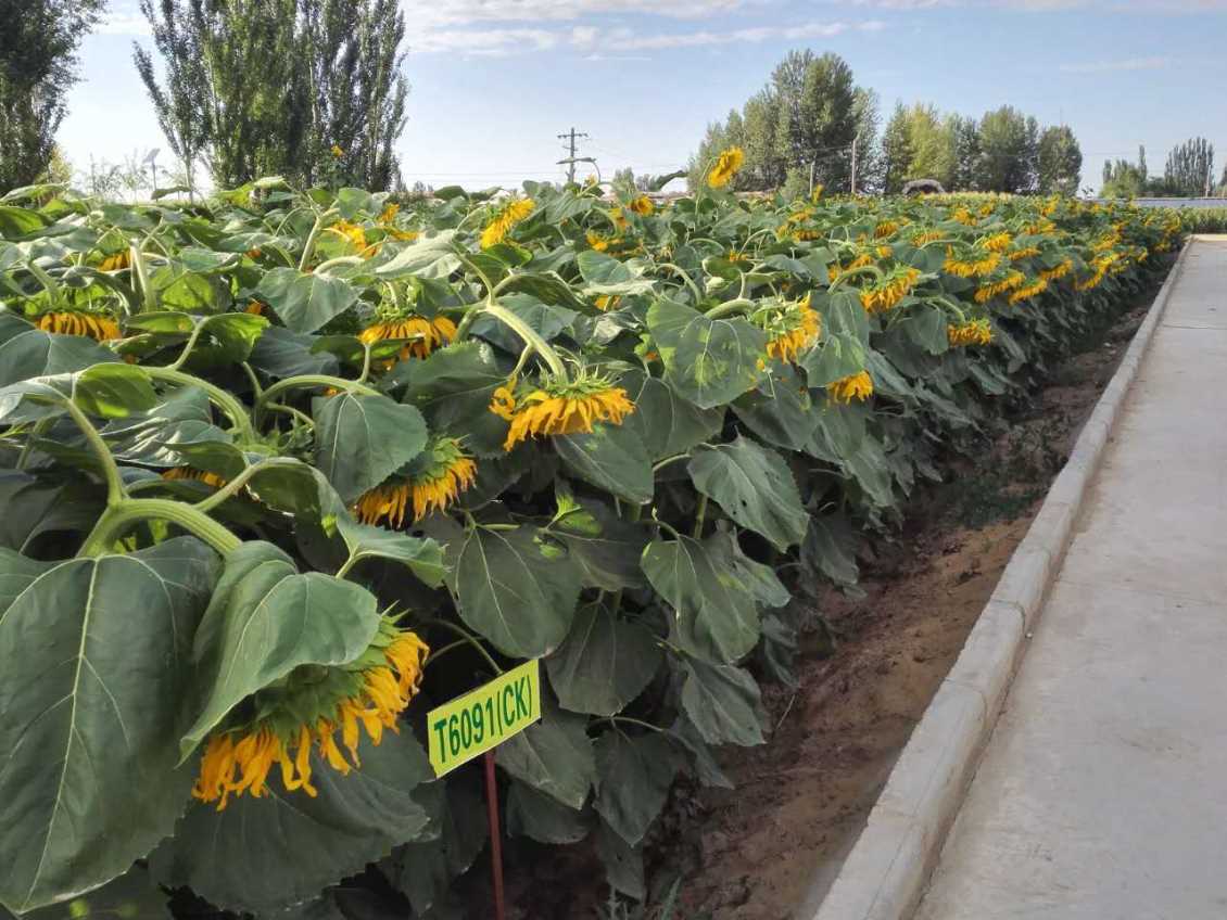 T6091食葵 T6091食葵