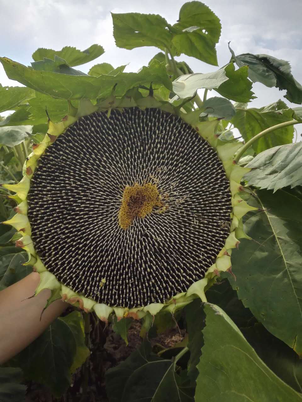 T6088食葵 T6088食葵