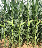 西蒙5号 西蒙5号