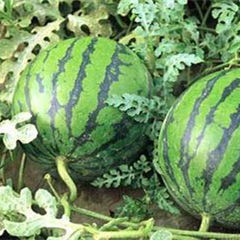 西农8号西瓜 西农8号西瓜