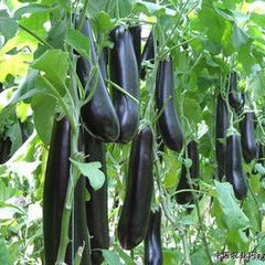 茄子种苗 茄子种苗