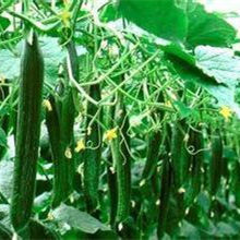 黄瓜种苗 黄瓜种苗