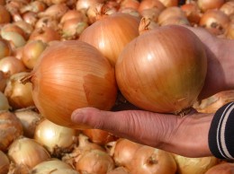 洋葱生产