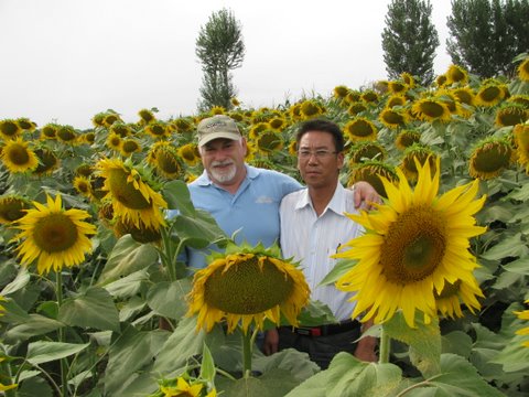 T301(大颗粒)油葵