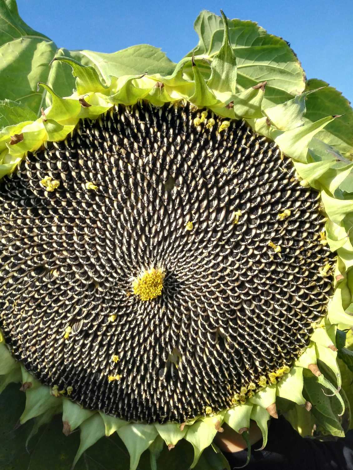 向日葵种子向日葵种植规模怎么样？ 葵花种子病原菌的防治方法有哪些？
