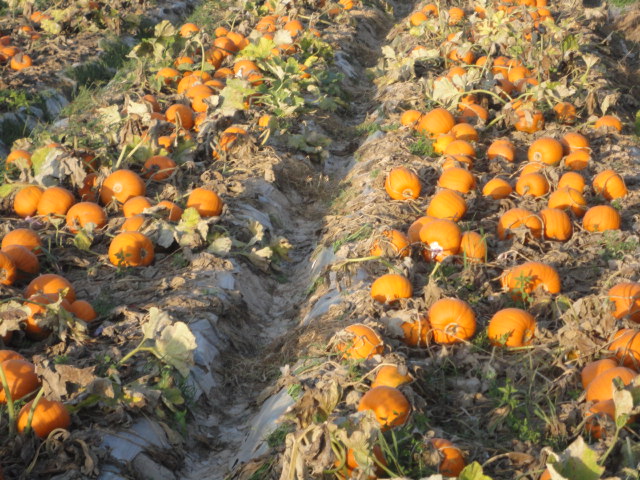 金戈王二星（无壳葫芦）