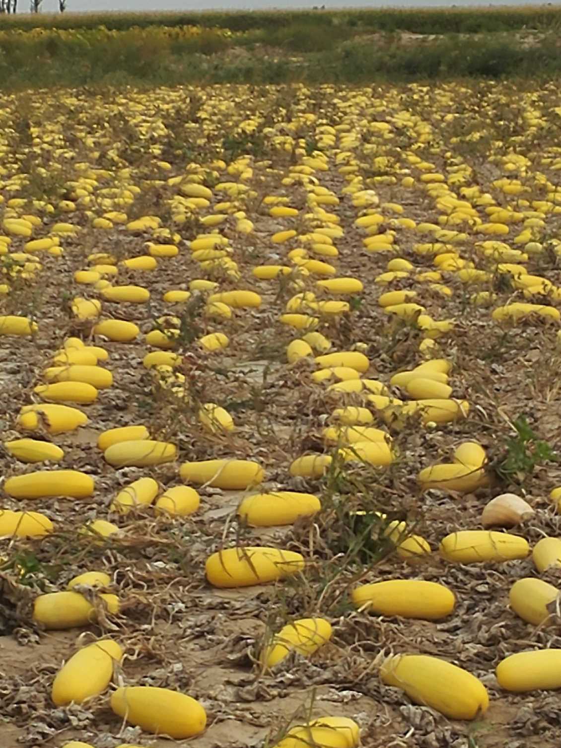 雪丰9号（挖籽西葫芦）