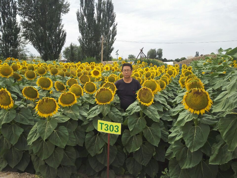 【技巧】向日葵种子怎么处理？ 给向日葵种植户的建议