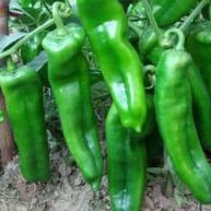 辣椒种苗